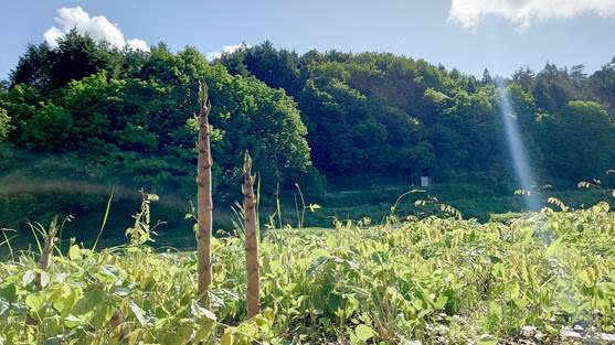 人気山菜の細竹とは